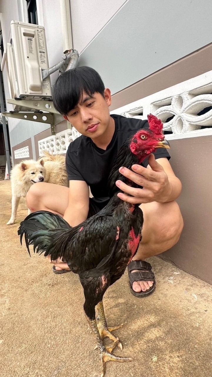 จูลีฟาร์ม ไก่ชนพม่า