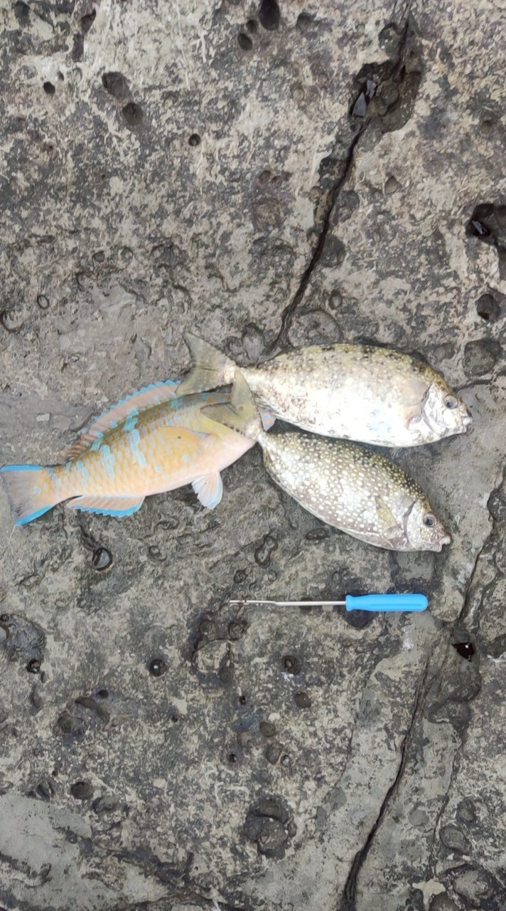加減釣魚