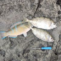 加減釣魚