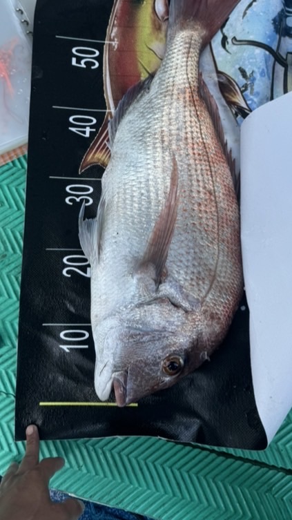 龜龜🐢船釣漁獲、冷凍海鮮、熟成魚