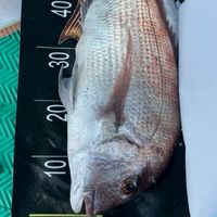 龜龜🐢船釣漁獲、冷凍海鮮、熟成魚