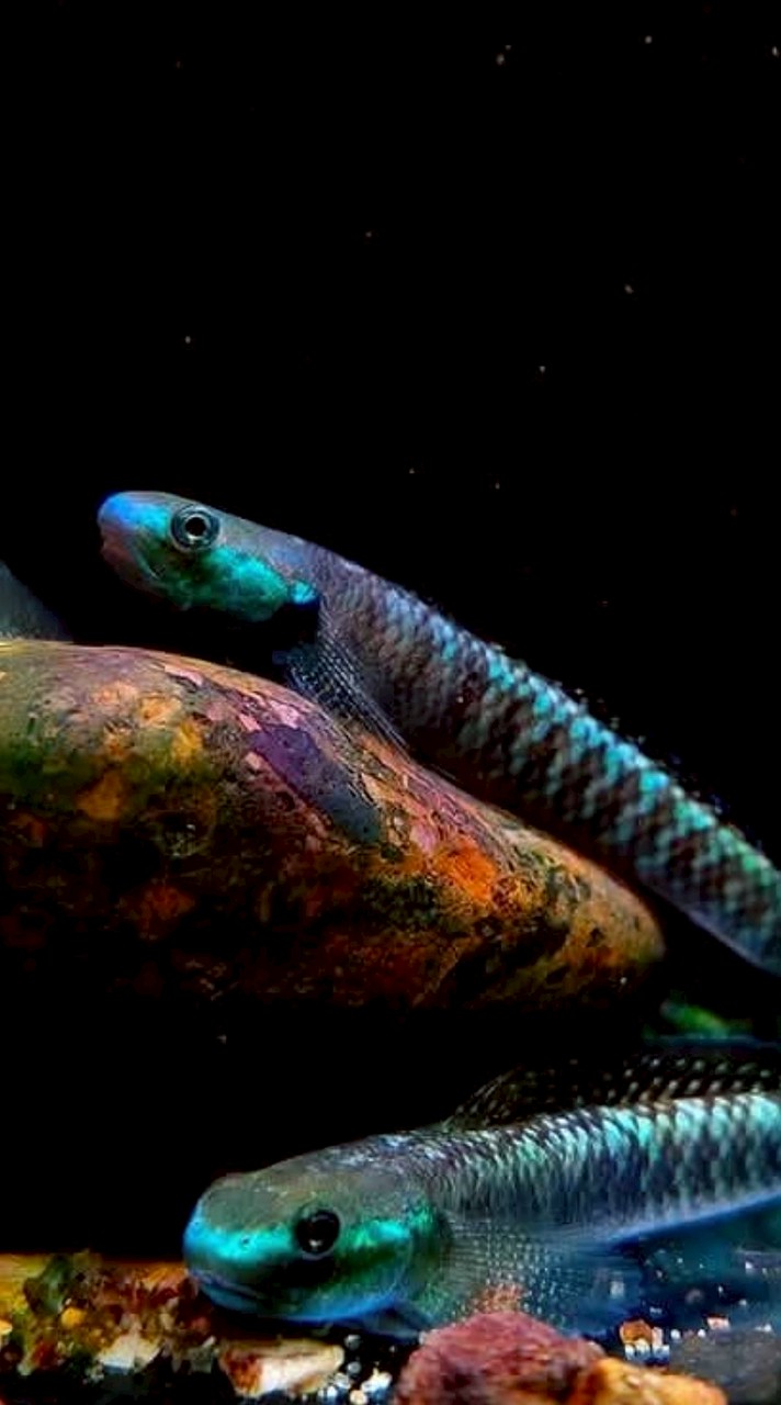 Premiumaqua
