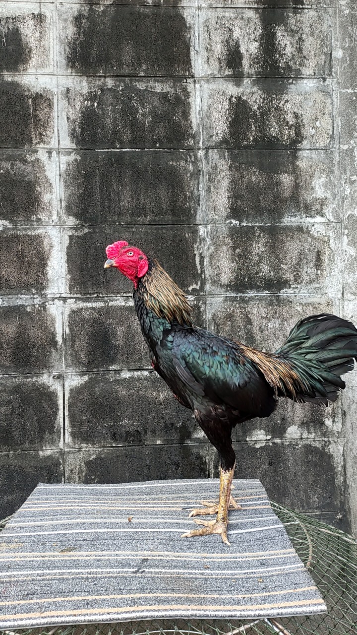 ไก่ชนเมืองคร