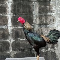 ไก่ชนเมืองคร