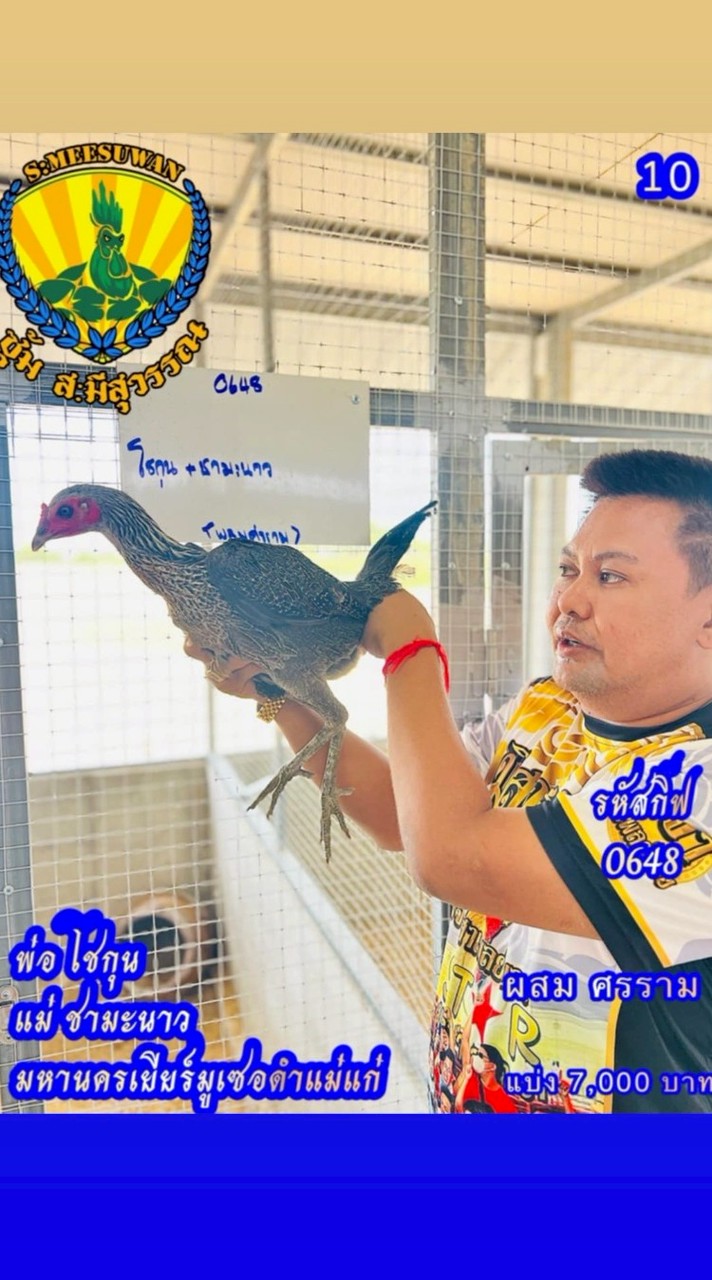 ซุ้ม.ไก่.อ.ปืนโต.สายเลือด.ส.มีสุวรรณ💯