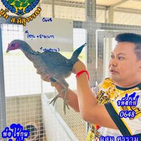 ซุ้ม.ไก่.อ.ปืนโต.สายเลือด.ส.มีสุวรรณ💯