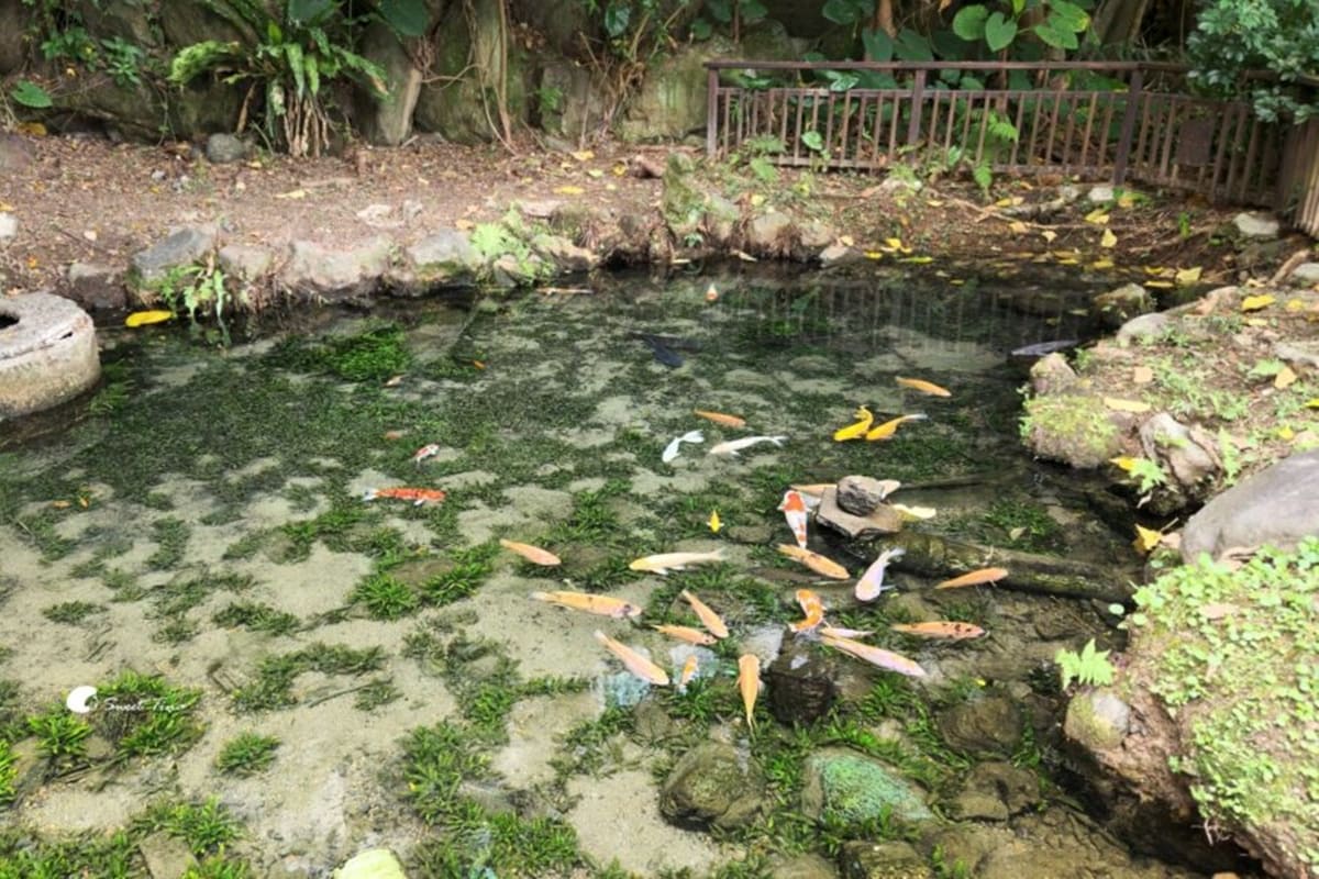 別只去故宮！士林６處「隱藏版景點」快衝：外雙溪祕境、IG暴紅「水中步道」