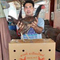 ซุ้มเพชรนาคราชไก่ชนเพชรบุรี ช่องสอง