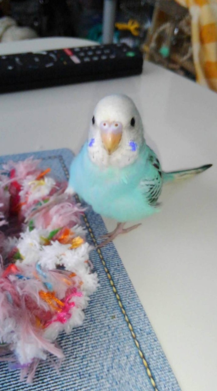♥️セキセイインコ大好き🖤