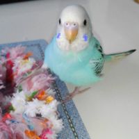 ♥️セキセイインコ大好き🖤