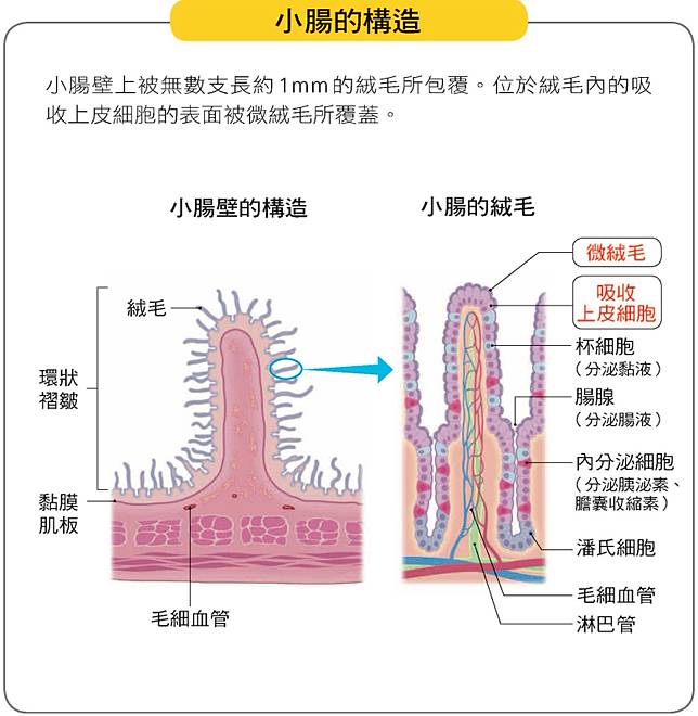 品牌贊助 你是個直腸子嗎 一講就懂的腦腸理論 食力foodnext Line Today