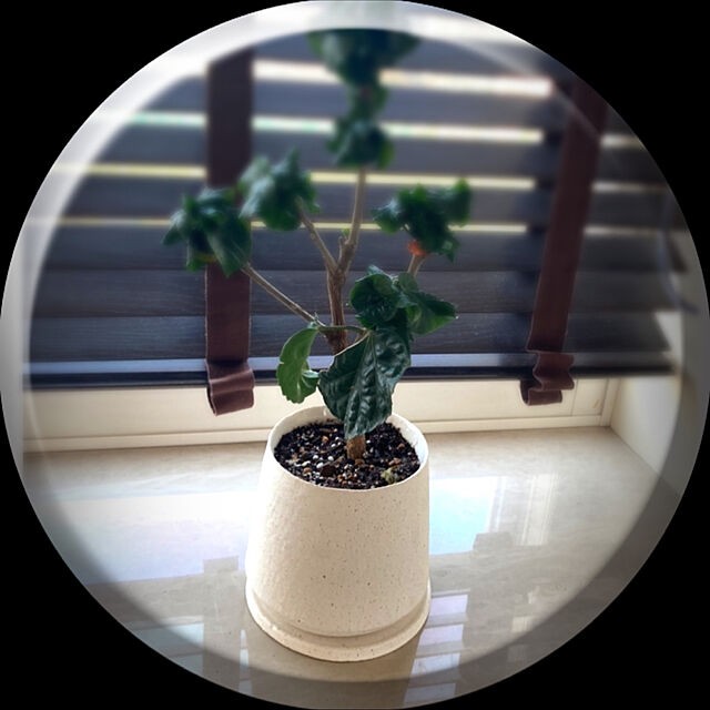 無印良品鉢カバー13号セメント観葉植物フランスゴム