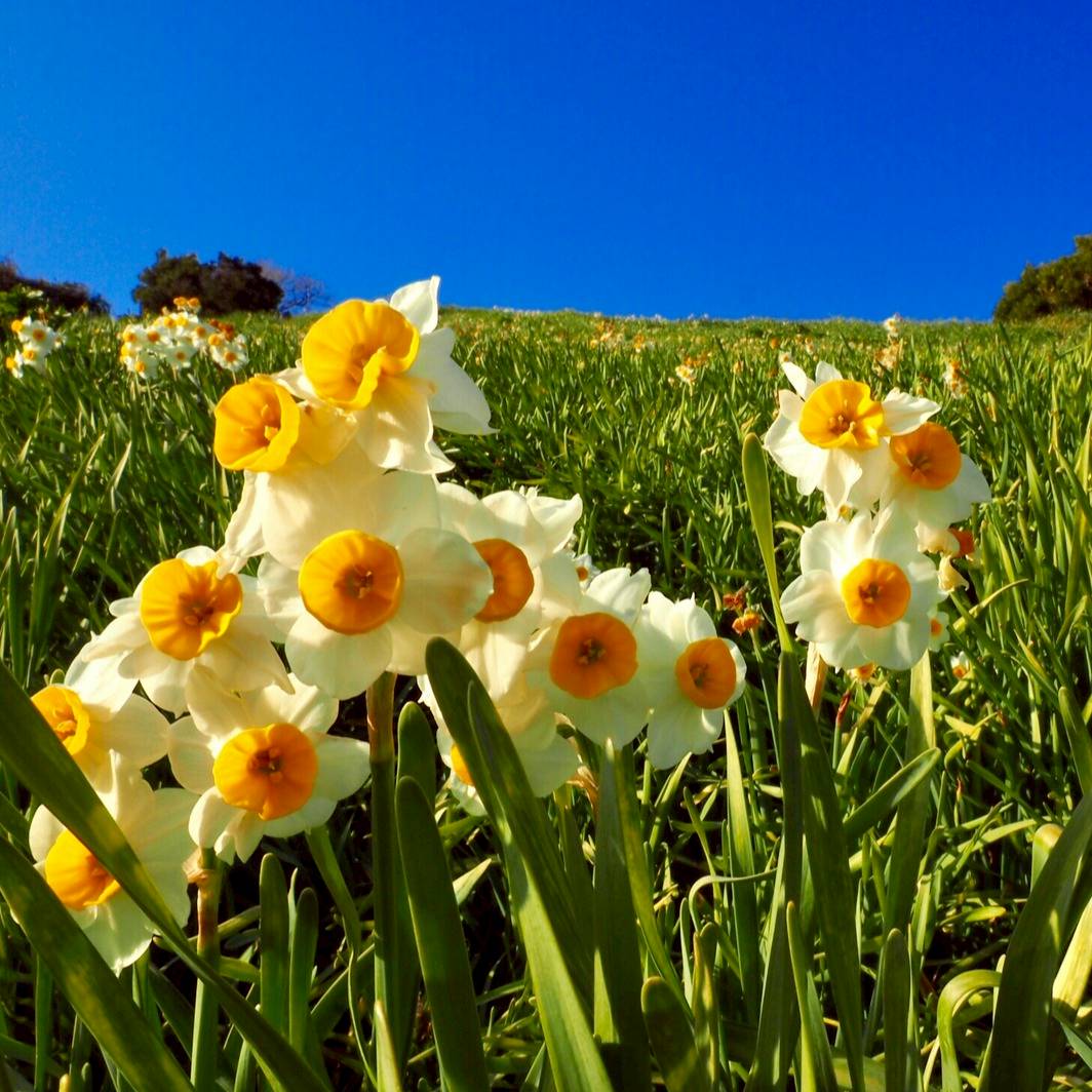 瀨戶內海隱藏必去打卡點 灘黒岩水仙鄉 面向瀨戶內海的日本三大水仙花海 Japaholic Line Today