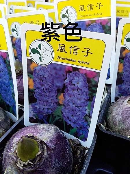 球根植物