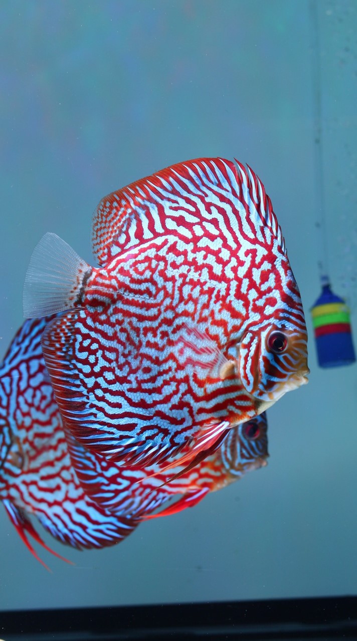 Galaxy Discus