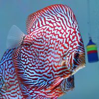 Galaxy Discus
