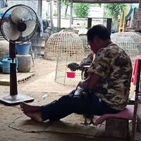 ซุ้มเกาะทอง