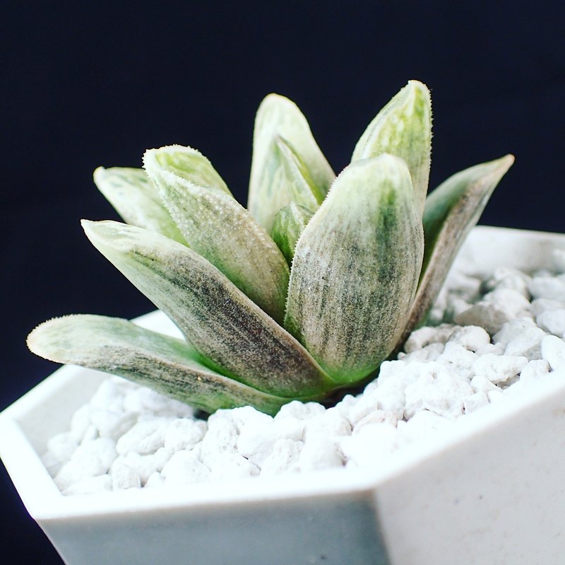十二卷屬 〈象牙〉為EF Haworthia與Succulent Frey新育品種。台灣本島地區正常情況當日配送，隔日到貨。滿千免運。 週一至週四出貨，請務必確認可收貨時間。 裸根妥善包裝後採專用紙箱