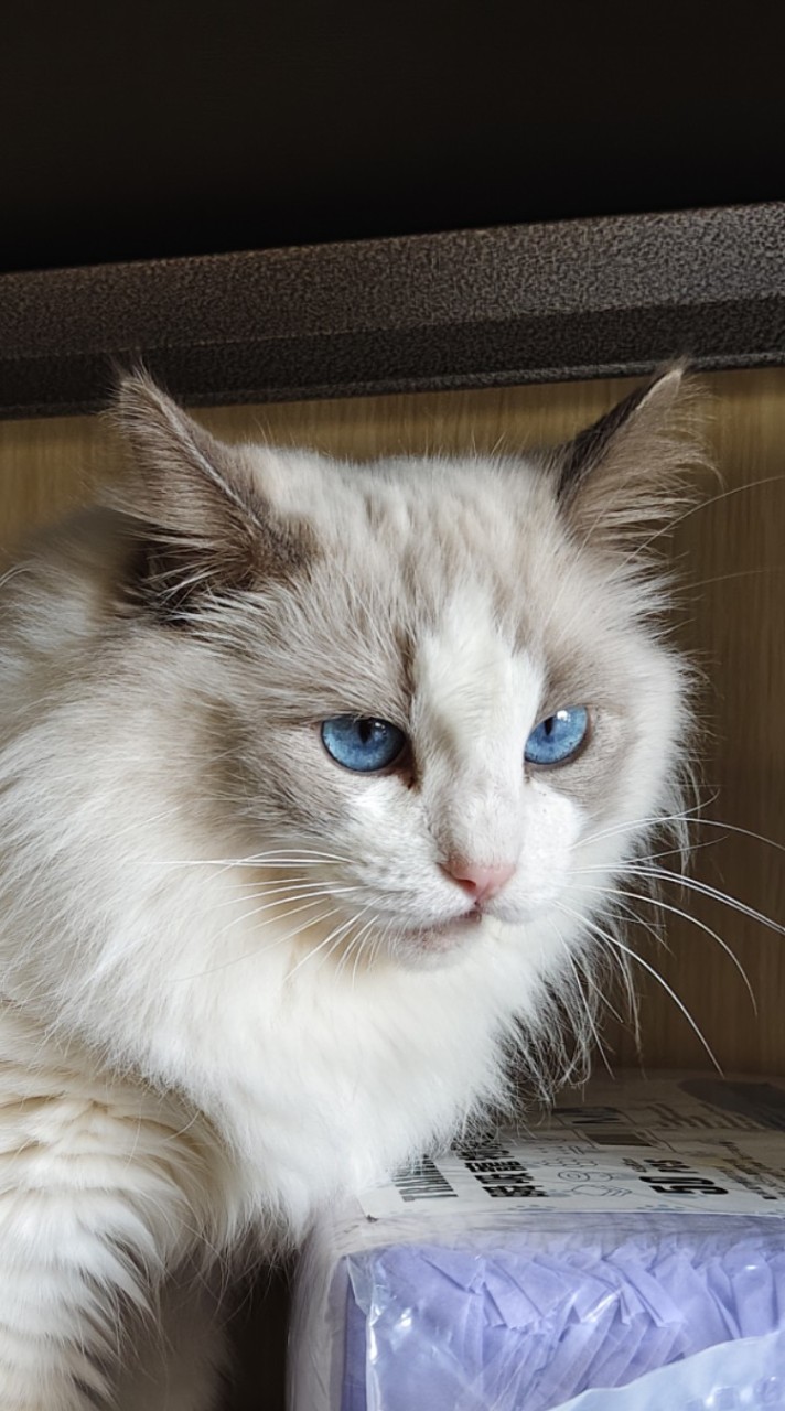 愛團購毛孩窩🐱🐶🐭🐰