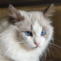 愛團購毛孩窩🐱🐶🐭🐰