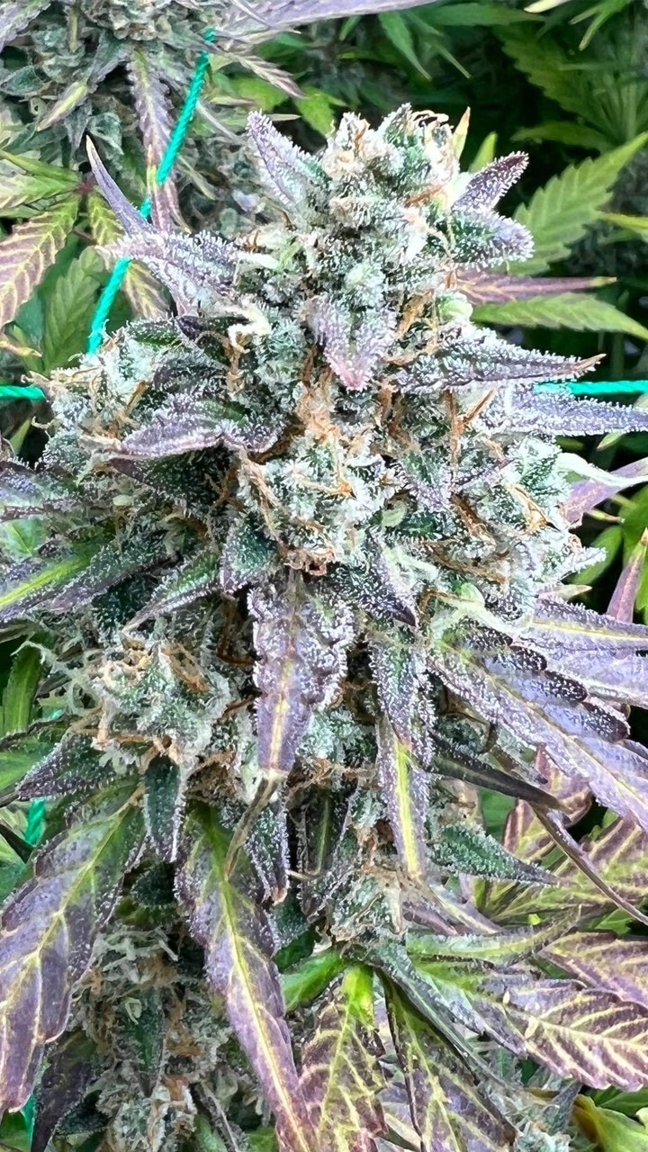 420shop🍁🌸😵‍💫