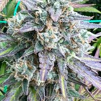 420shop🍁🌸😵‍💫