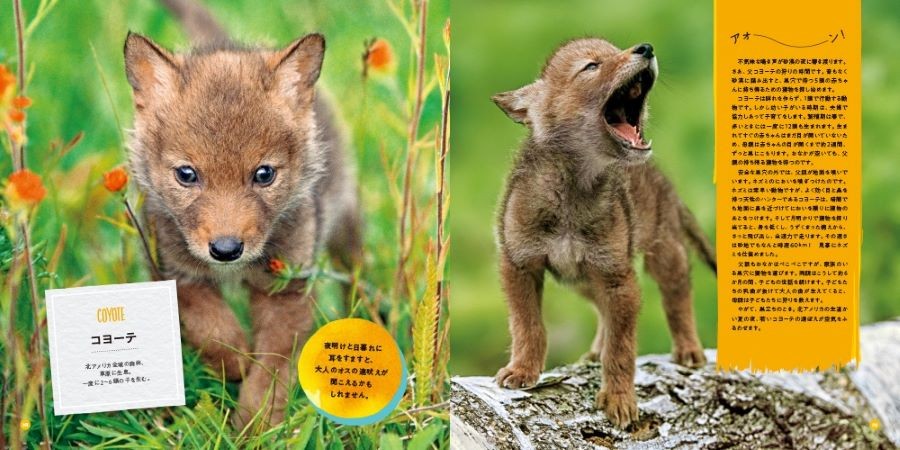 圧倒的なかわいさ 野生動物の赤ちゃんを集めた写真集 Bookウォッチ