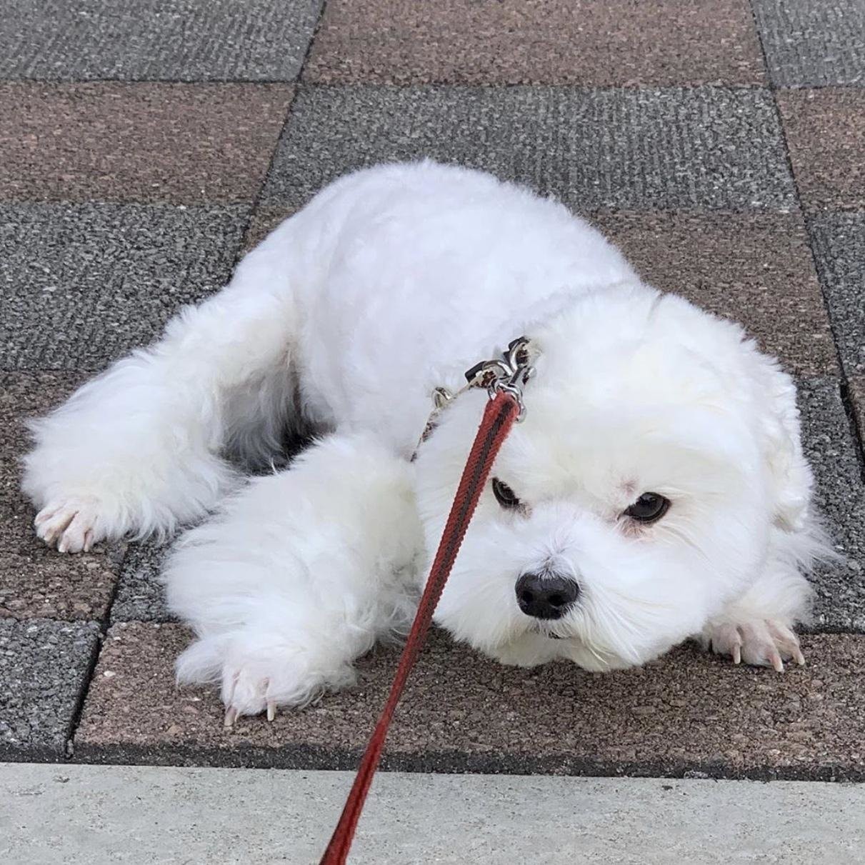 コロナに負けるな 元気を届ける わたあめマルチーズ のいくらくんと飼い主さんのメッセージ