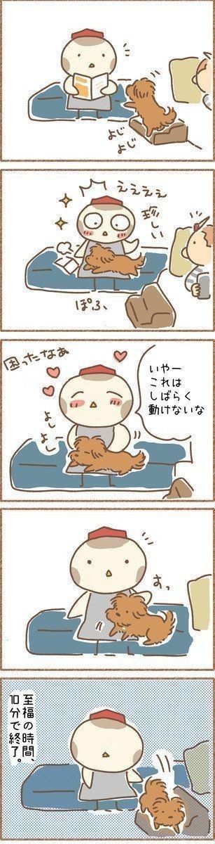 ツンデレ犬 たまに膝に乗る