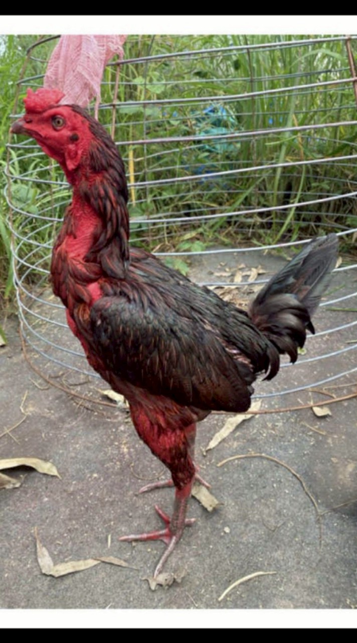 ฝากผสมขุนเขา มะขามเฒ่าฟาร์ม