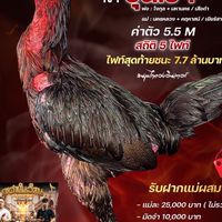 ฝากผสม ขุนเขา มะขามเฒ่าฟาร์ม