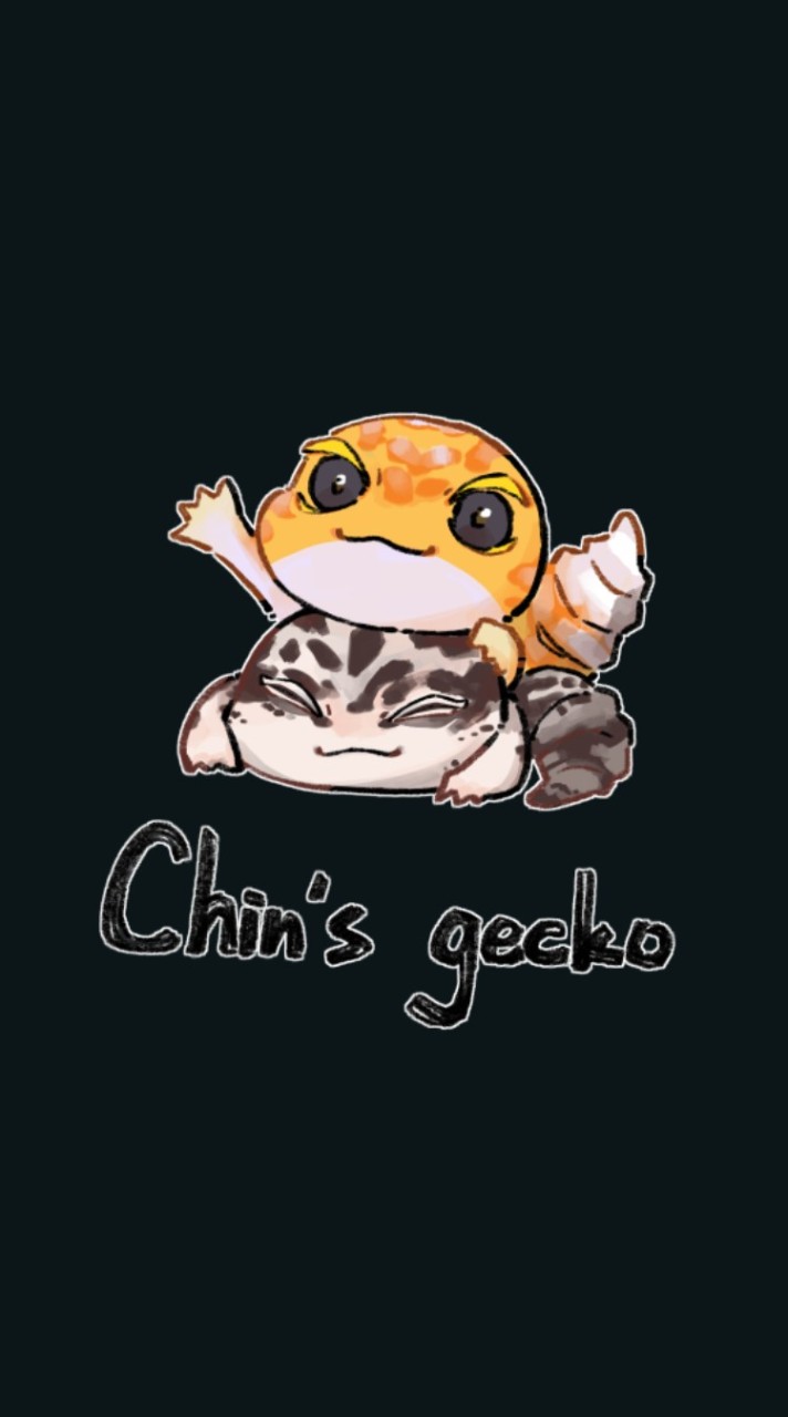 Chin's gecko Studio