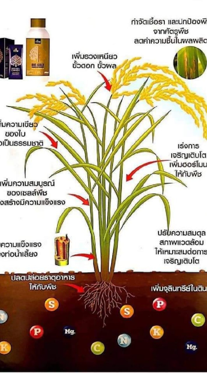 เกษตรMiracle