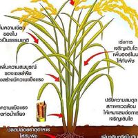 เกษตรMiracle