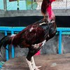 ปาร์ค พนมไพร