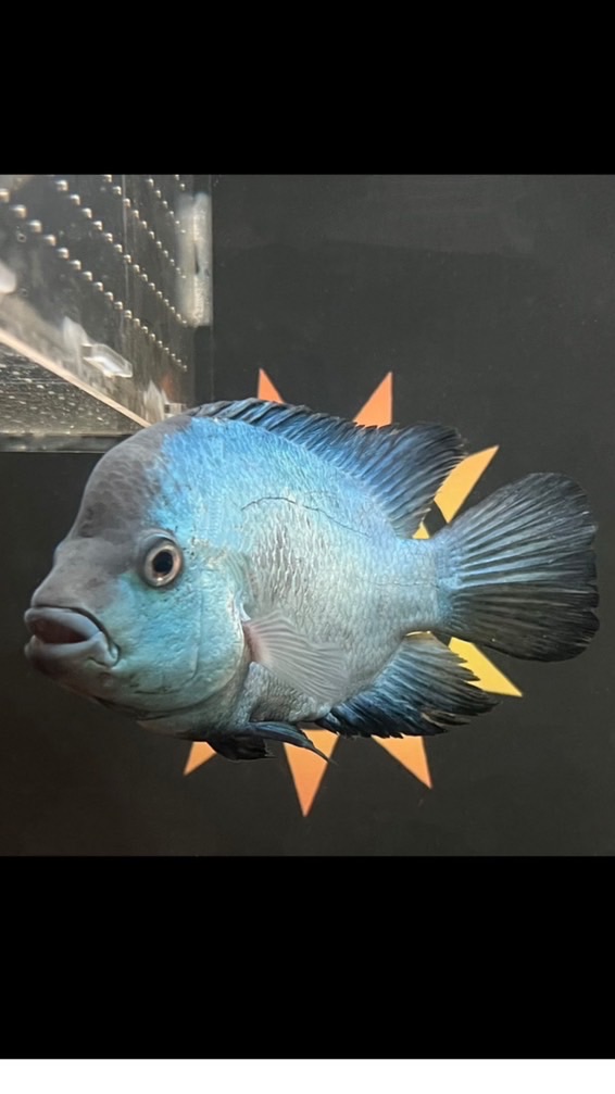 ☀️陽城水族工作室☀️交流 競標