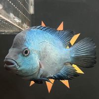 ☀️陽城水族工作室☀️交流 競標