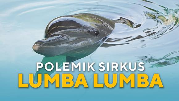 76 Gambar Ikan Lumba Lumba Anak Tk Gratis