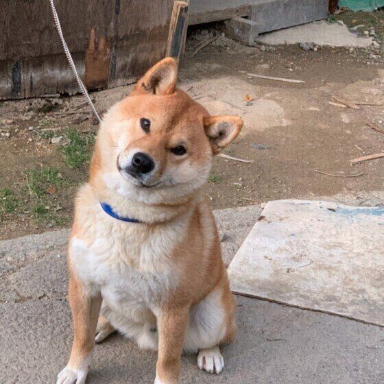 犬が飼い主さんに 大好き とアピールする鳴き方