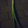 僕人間が好き！