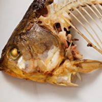 垃圾魚生物研討會