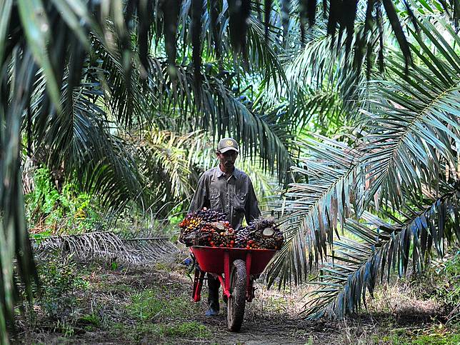 Garansi Bupati Bangun Pabrik Kelapa Sawit Di Abdya Tagar Id Line Today