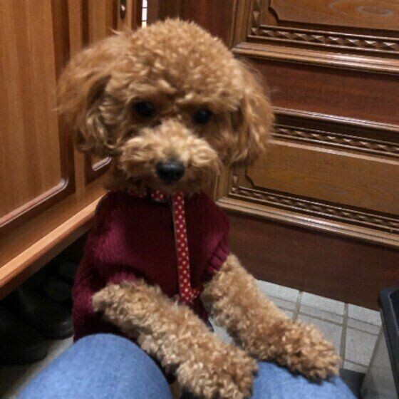 犬が前足で ちょんちょん してくる可愛い理由 いぬのきもちnews