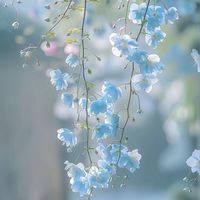 線香花火