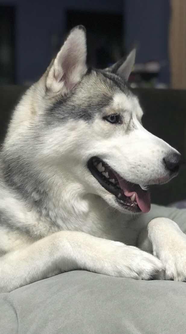 Siberian Husky Thailand