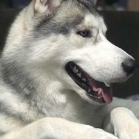 Siberian Husky Thailand