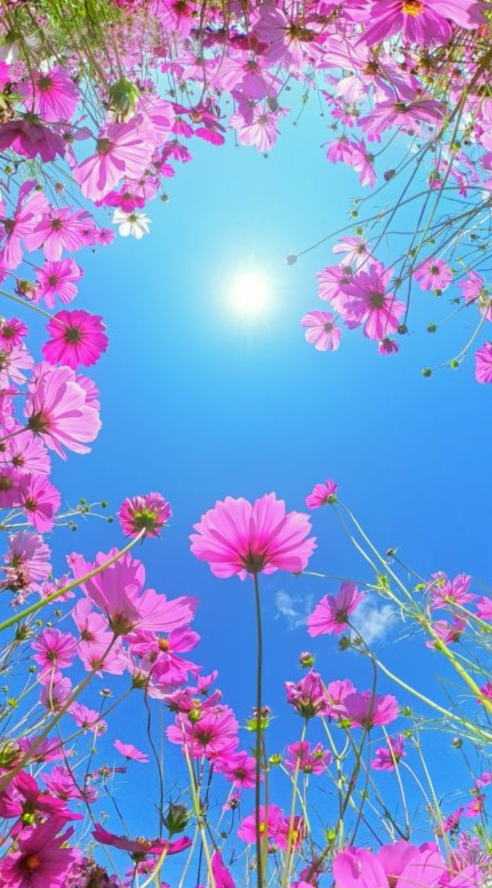 🌼50代～友達作り笑い&ハッピールーム🌼