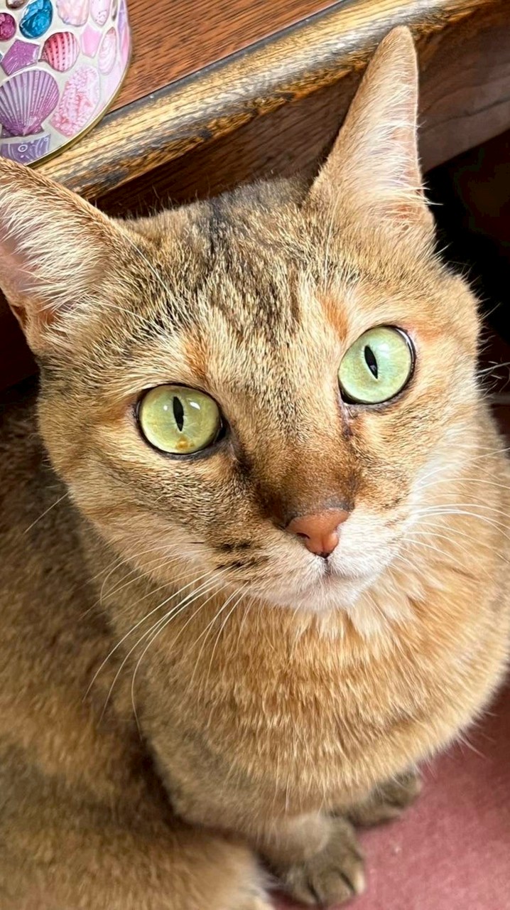 隼大ねこ