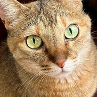 隼大ねこ