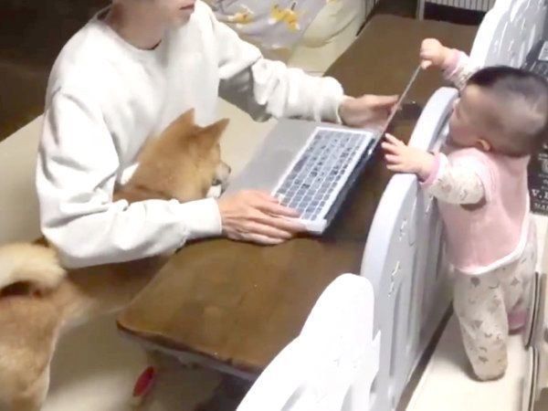 在宅ワークするパパを邪魔する柴犬 幸せ感がハンパない